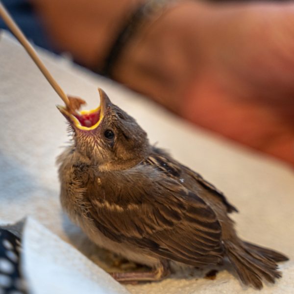 Injured sparrow being hand fed by a carer