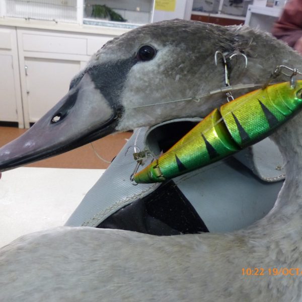 A young swan caught up in fishing tackle and fishing wire is being treated by our vet