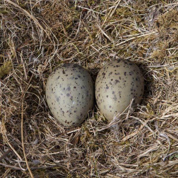 Two gull eggs on a bed of straw